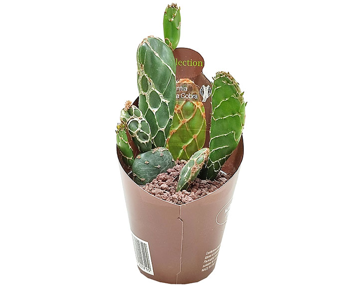 Un raro cactus que recuerda la piel de las serpientes 